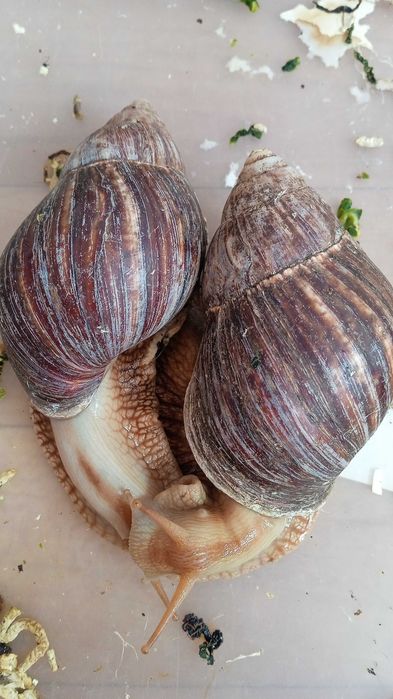 Продам Равлики Ахатіни