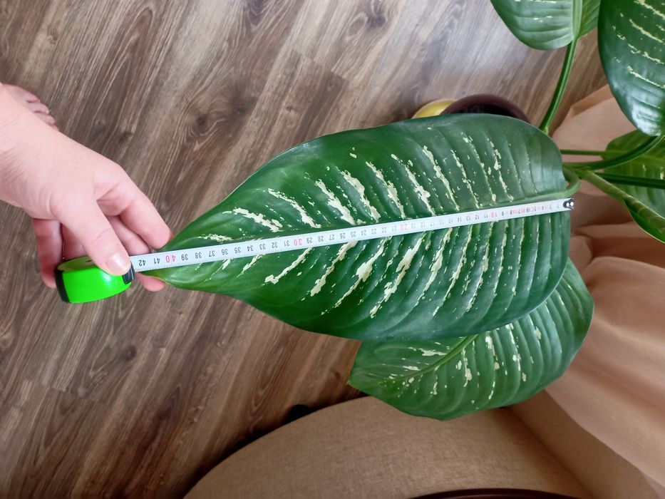 Неймовірно красивий вазон деффінбафія