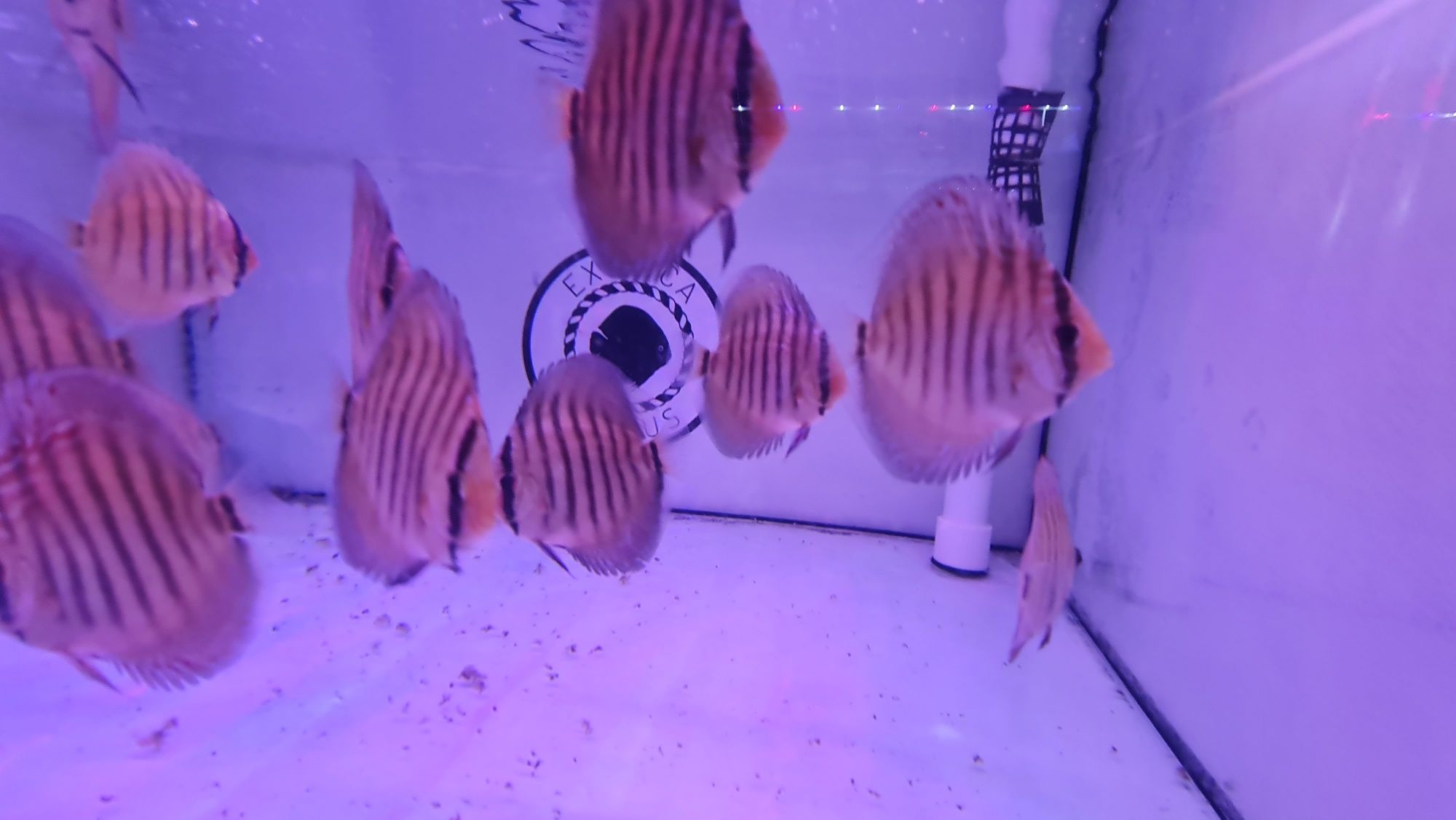 Dyskowce Paletki Red Turquoise x Red Spotted Green   Piwowarski