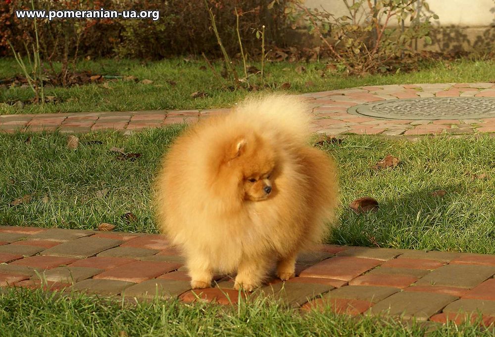 Померанський шпіц КСУ-FCI, 18 см, 1,9 кг