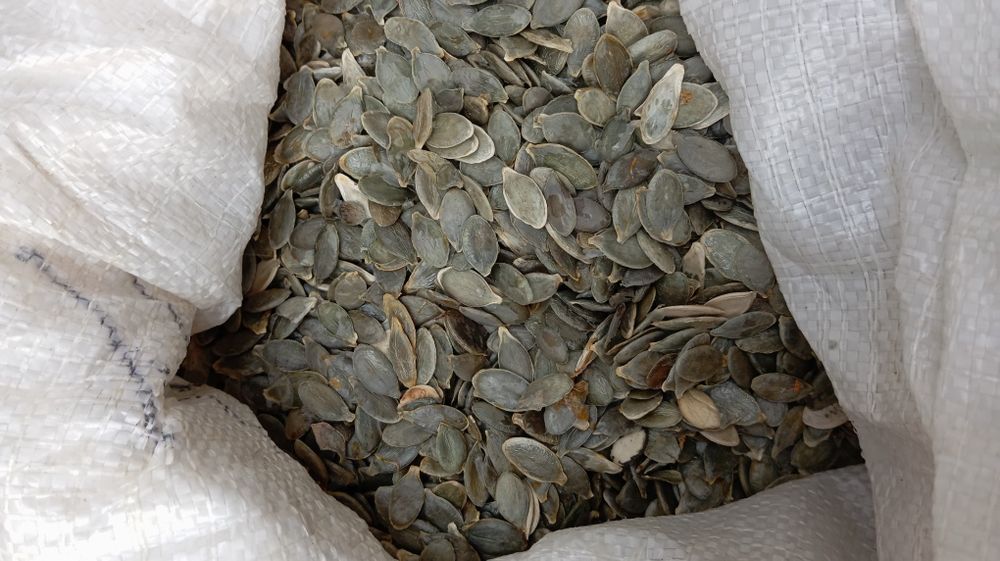 Продам насіння голонасіневого гарбуза