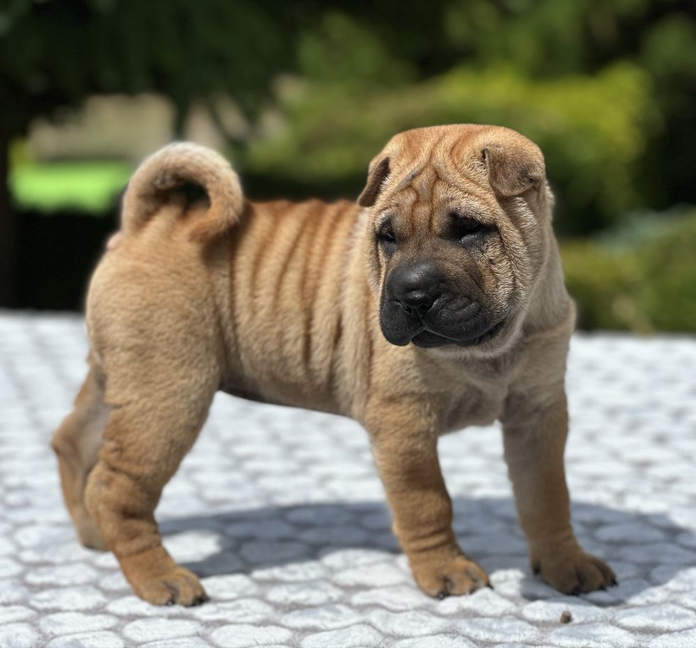 Shar Pei FCI wspaniale rokująca suczka