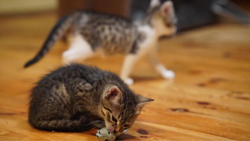 Dwupak kotków do adopcji - kocięta z rury - Randi i Mila