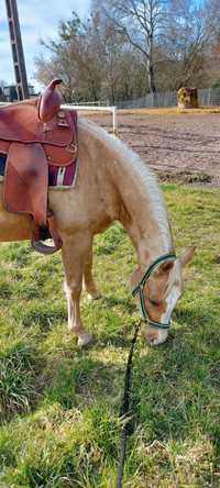 Klacz palomino AQH