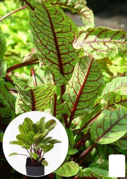 Саженцы кровавый щавель книфофия примула морозник