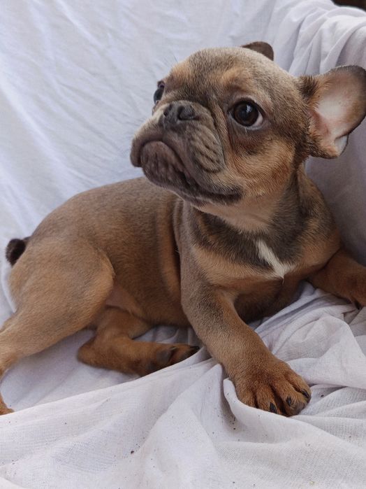 Девочка Блу тан.