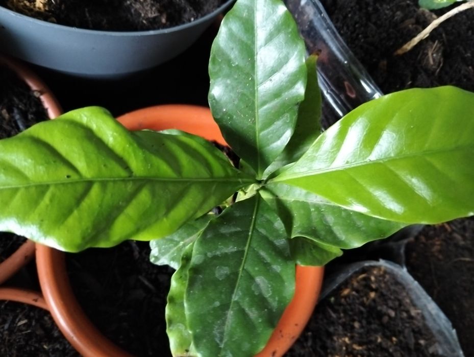 Planta de café arábica