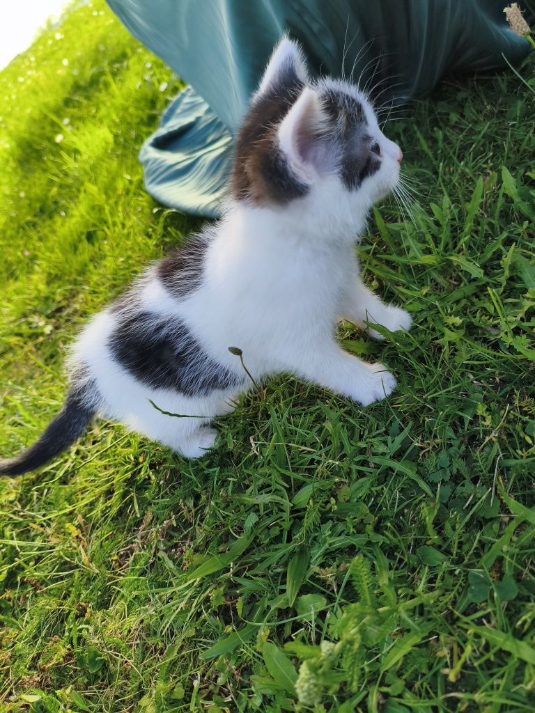 Oddam kotki w dobre ręce