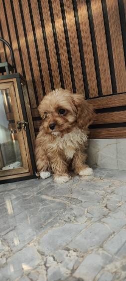 Cavapoo suczka do odbioru