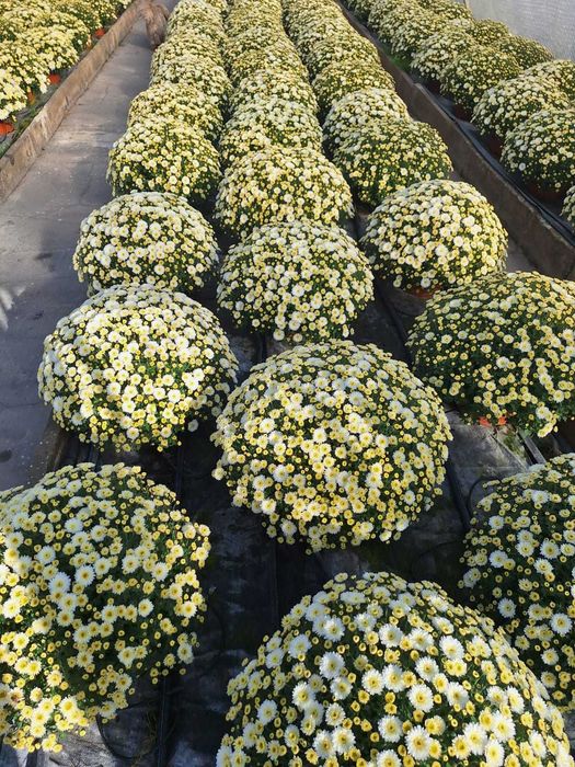 Chryzantemy hurt detal