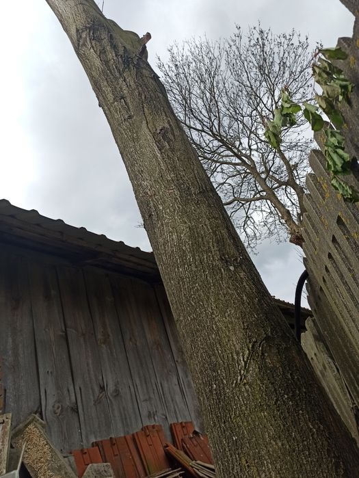 Lipowe drewno w klocu