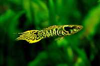 Guppy Yellow tiger