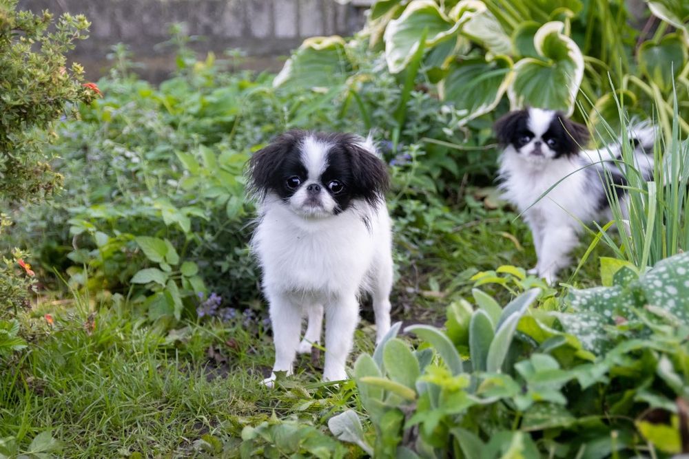 Chin Japoński szczeniak piesek ZKwP FCI