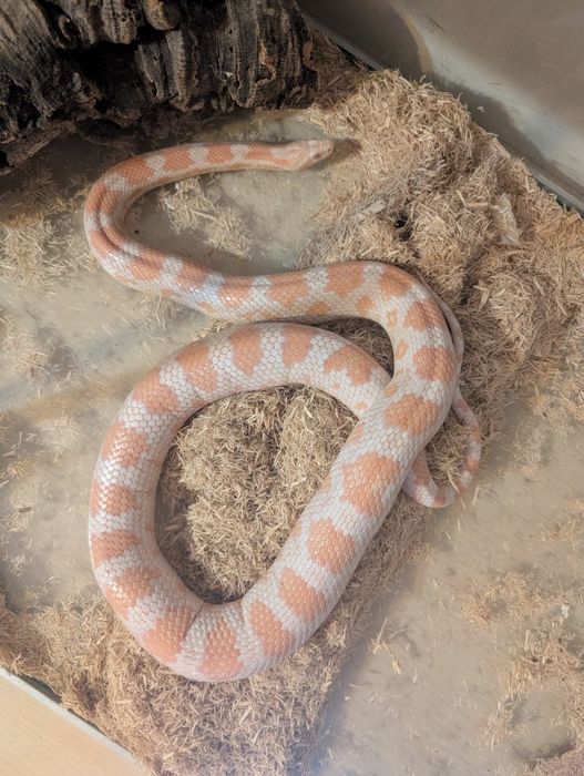 Wąż zbożowy albinos - dziewczynka