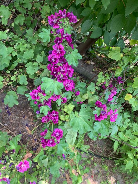Piękna fioletowa malwa ozdobna jadalna lecznicza miododajna prawoślaz