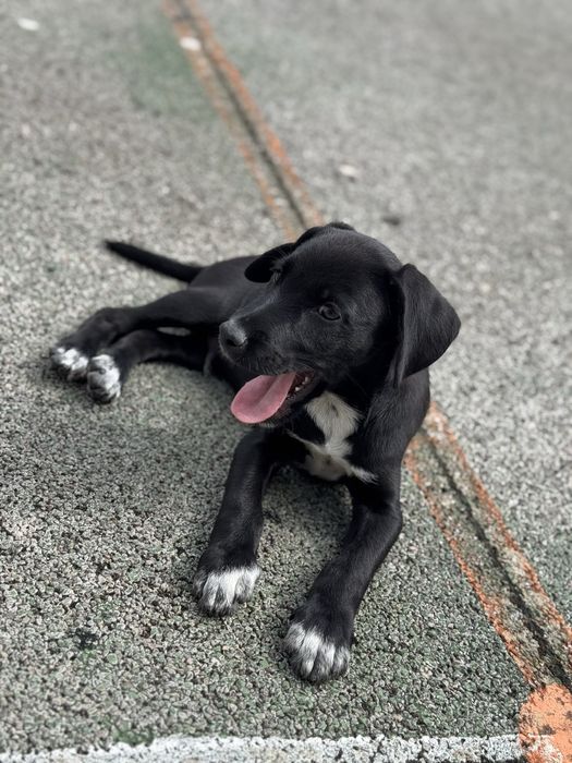 Cãozinho para adoção