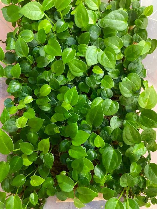 Zestaw różnych sadzonek Anthuriów (6 sztuk)