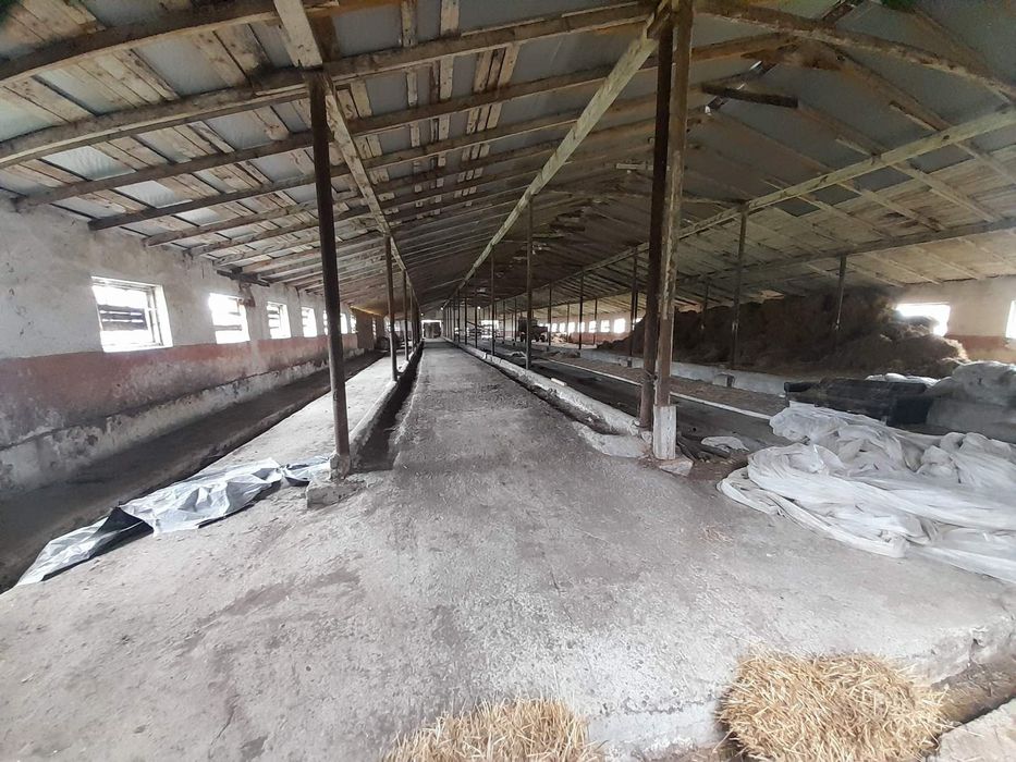 Продаж корівника і телятник нежитлового приміщення, , корівникПродам а