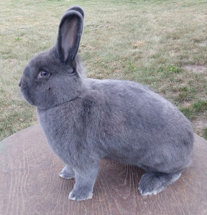 Wiedeński Niebieski Samiec z Rodowodem