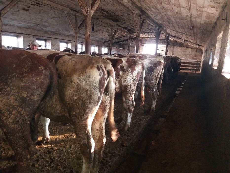 Продам крс на мясо на хозяйство