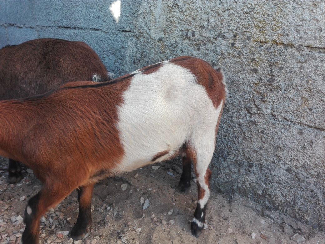 Cabras anãs puras