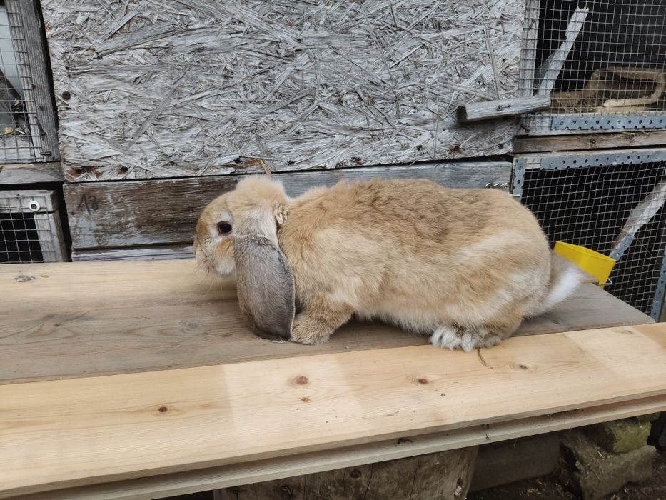 Baran francuski szynszylowym