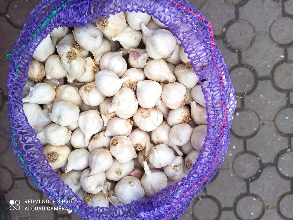 Яровий Сочинський