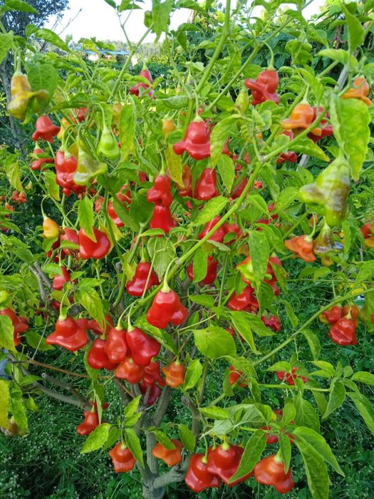 Vendo malaguetas muito picantes em forma de sinos