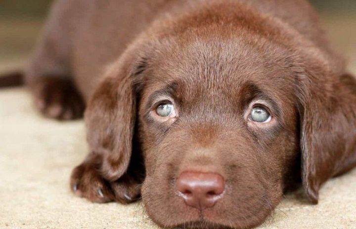 Шоколадный Лабрадор Ретривер есть девочки и мальчики Доставка закордон