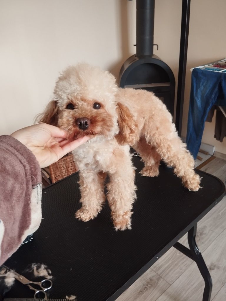 Cavapoo f1b , piesek Moris ( nie maltipoo pudel maltańczyk cavalier)