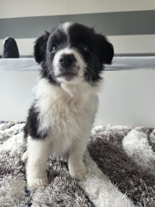 Border Collie – szczeniak BlueSky Collies (rodowód)