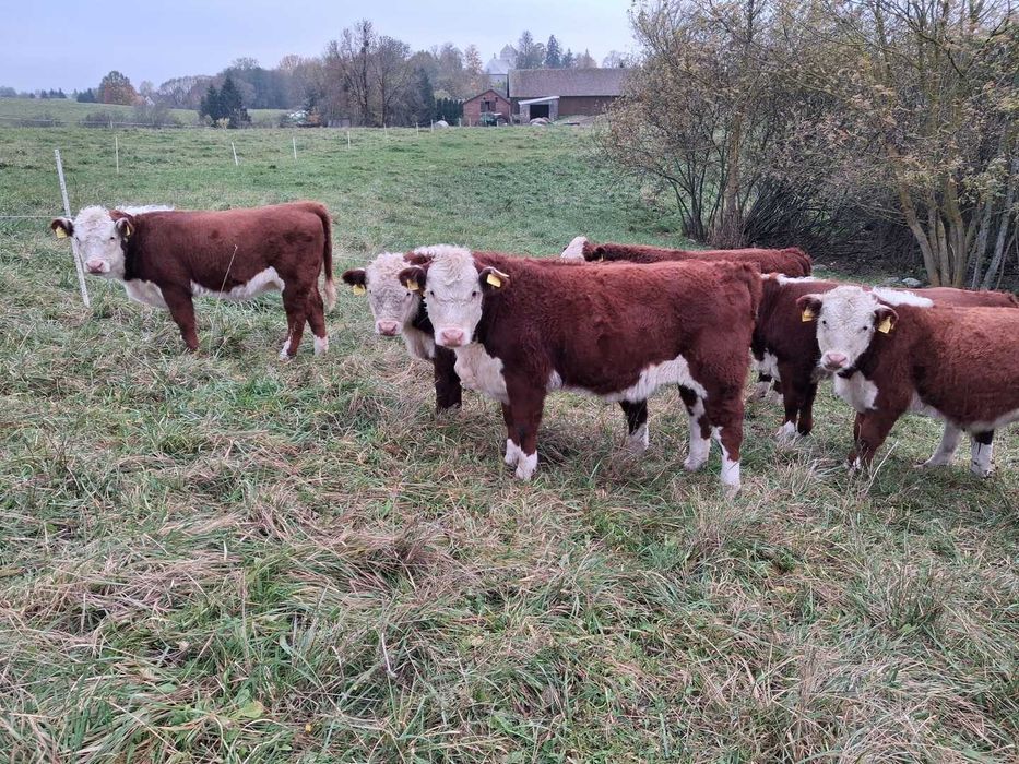 Odsadki jałówki 100% Hereford HH pod oceną PZHiPBM