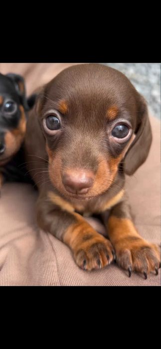 Teckel Fêmea  Chocolate Miniatura