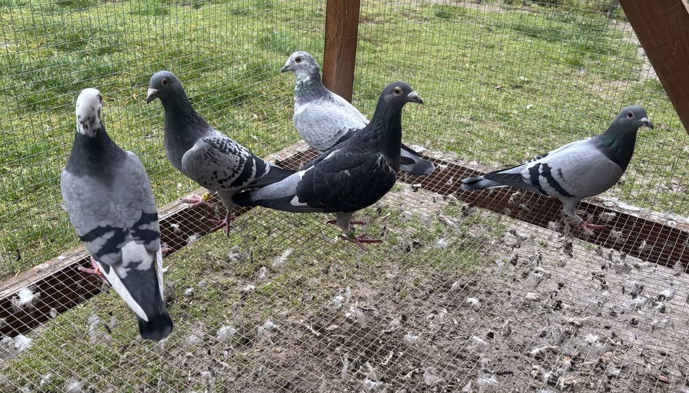 Gołębie pocztowe golebie
