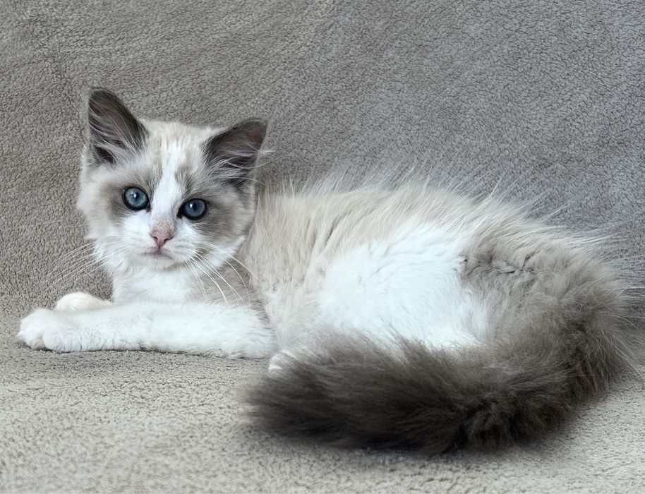 Kocurek Ragdoll blue bicolor FPL
