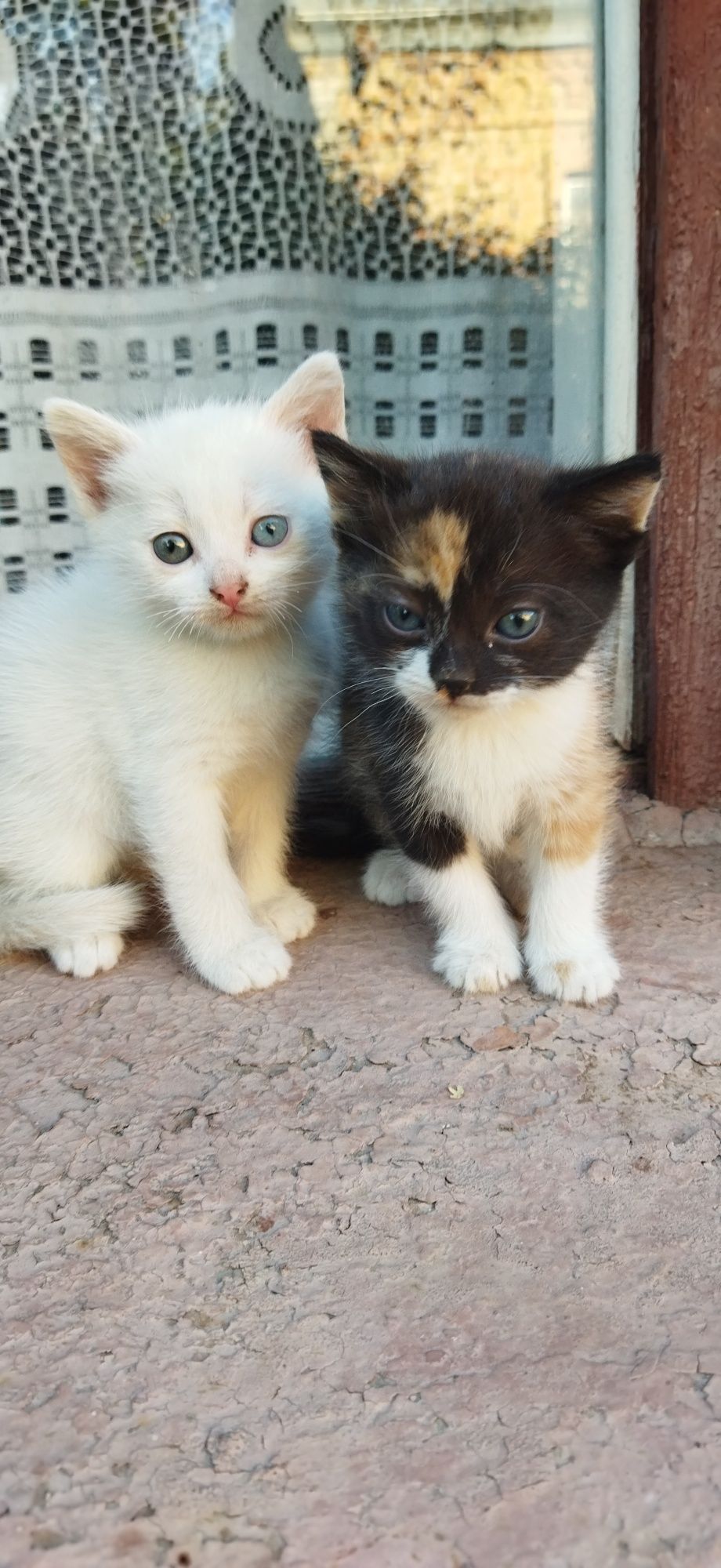 Кошенята шукають сім'ю