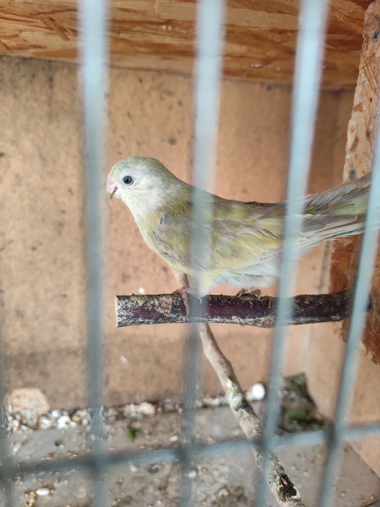 Red rumped fêmea