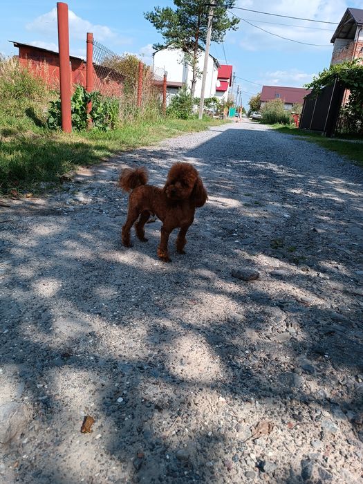 Тікап пудель міні і мальтіпу F1 ф2 дівчатка і хлопчики Ред  Львів.
