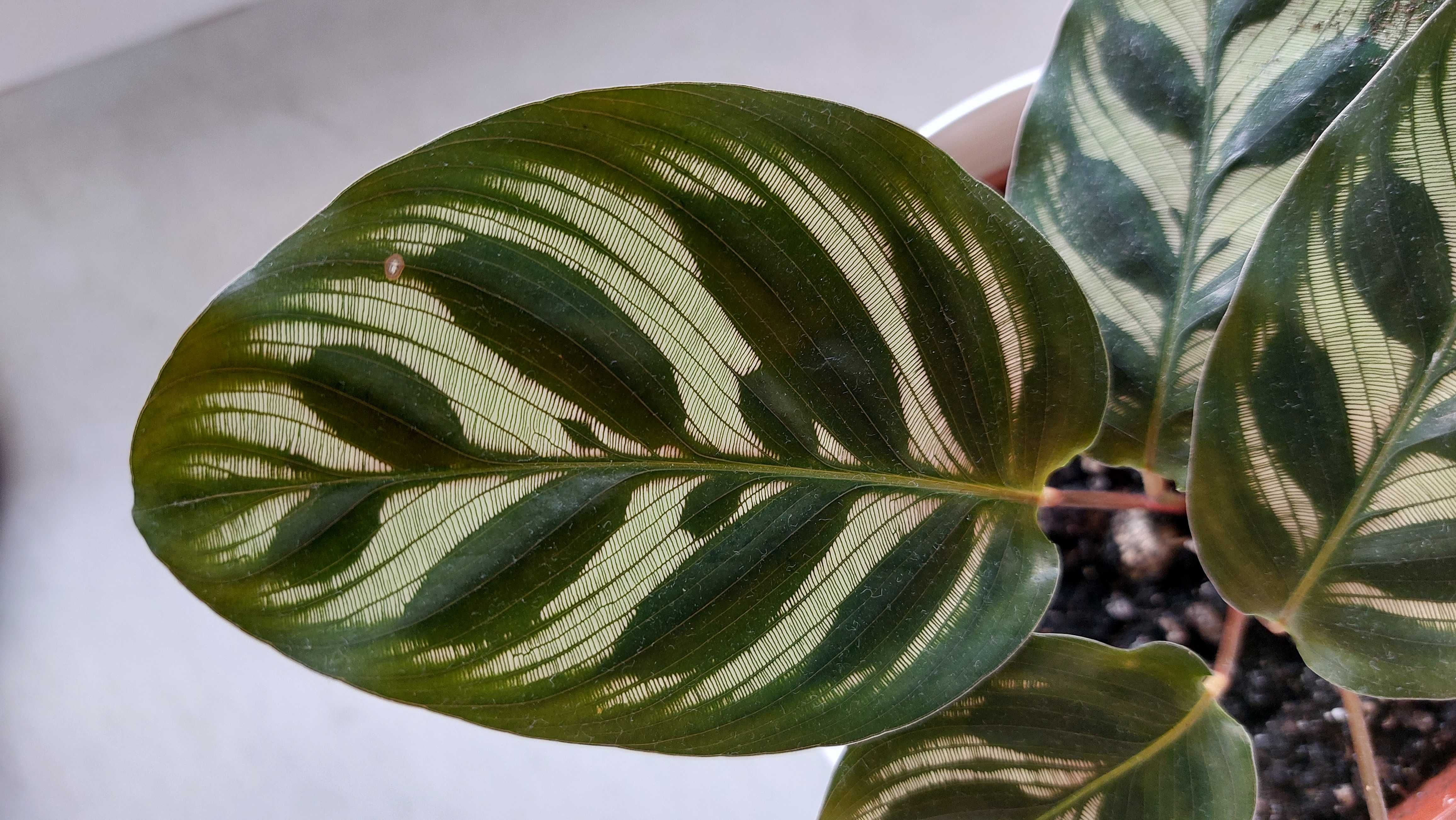 CALATHEA MAKOYANA, Kalatea Makoyana - roślina modląca