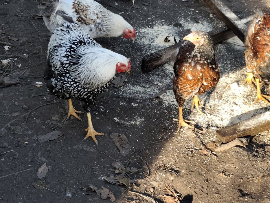 Koguty wyandotte różne kolory