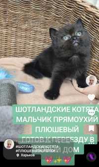 Продам Шотландських котят 1_6