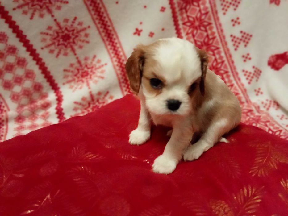 Pieski sunia cavalier king charles spaniel
