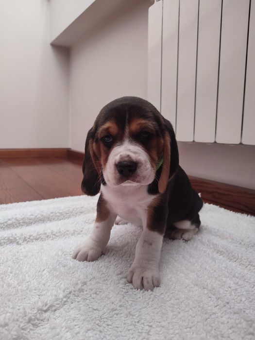 Beagle szczeniak piesek