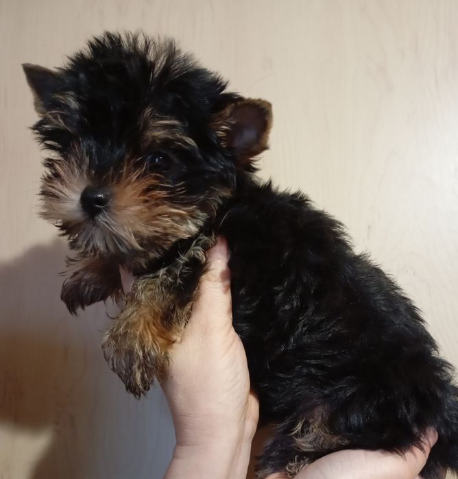 Мальчишки мини йорики