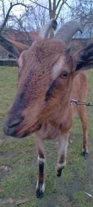 koza 3 letnia mleczna