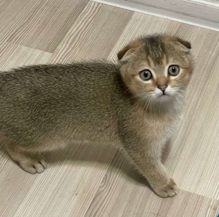 Шиншилловый вислоухий шотландец