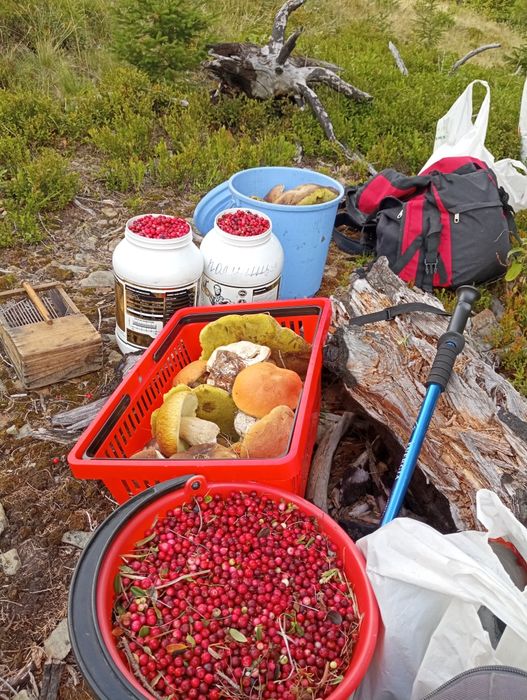 Походи в гори по ягоди-гриби з Івано-Франківська