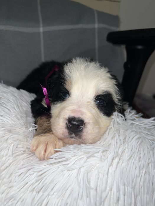 Pies Rasy Berneński Pies Pasterski