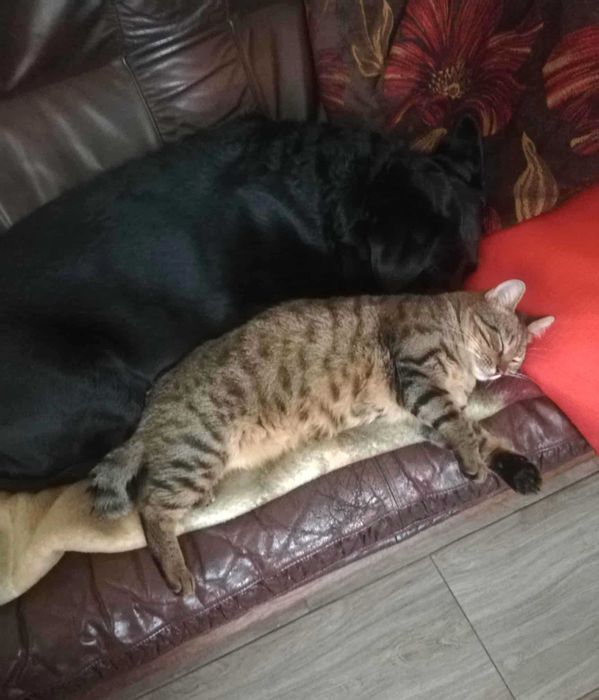 Piękna i łagodna Mela czeka na dom