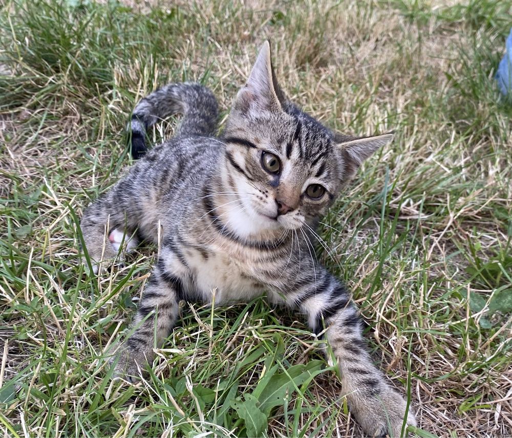 Wspaniały kocurek do adopcji - Whiskas szuka domku. Adoptuj